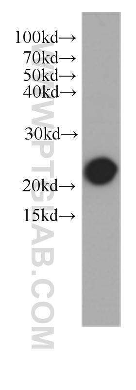 CD3 Monoclonal antibody