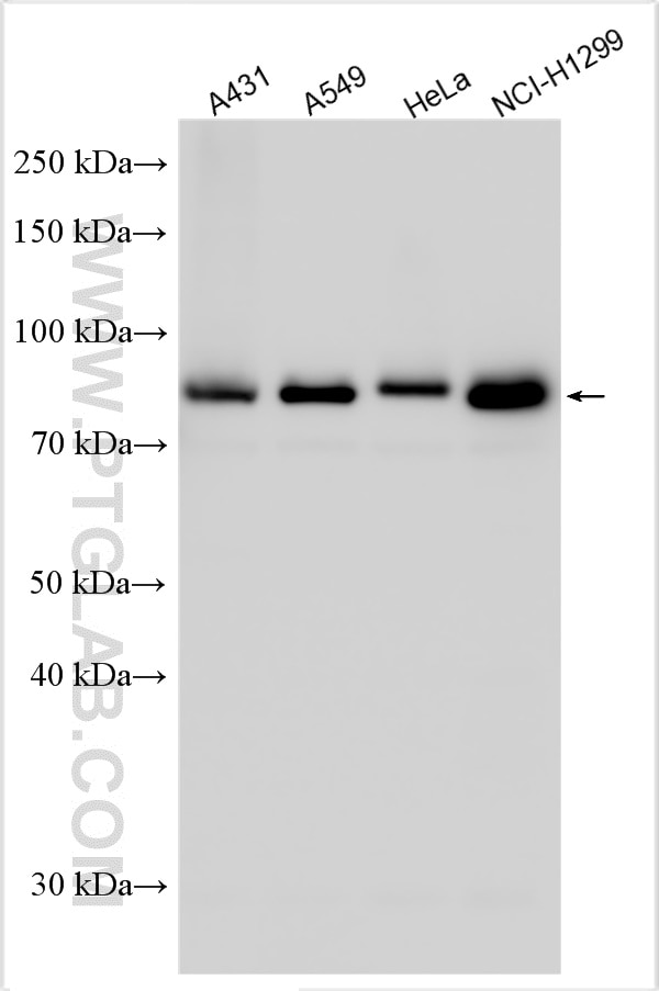 CD3EAP