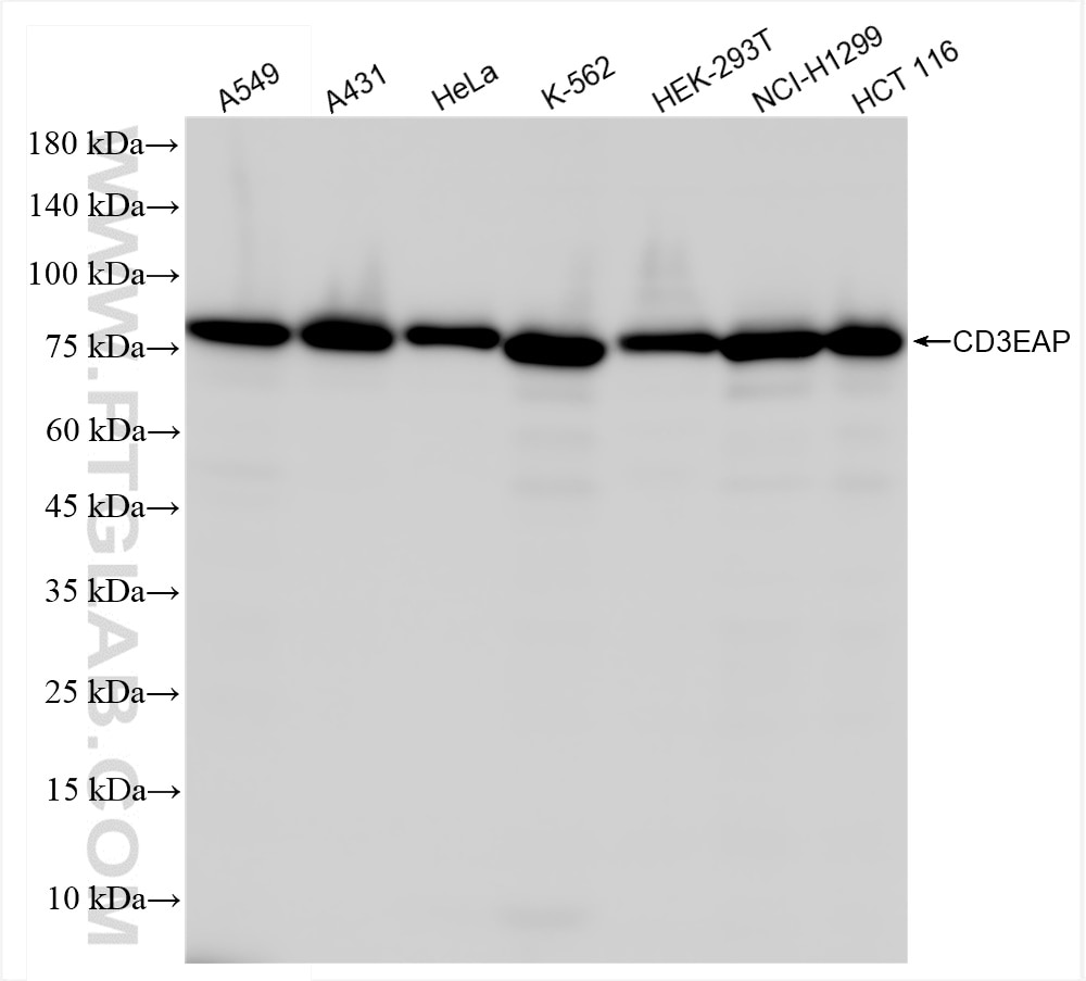 Western Blot (WB) analysis of various lysates using CD3EAP Recombinant antibody (84139-4-RR)