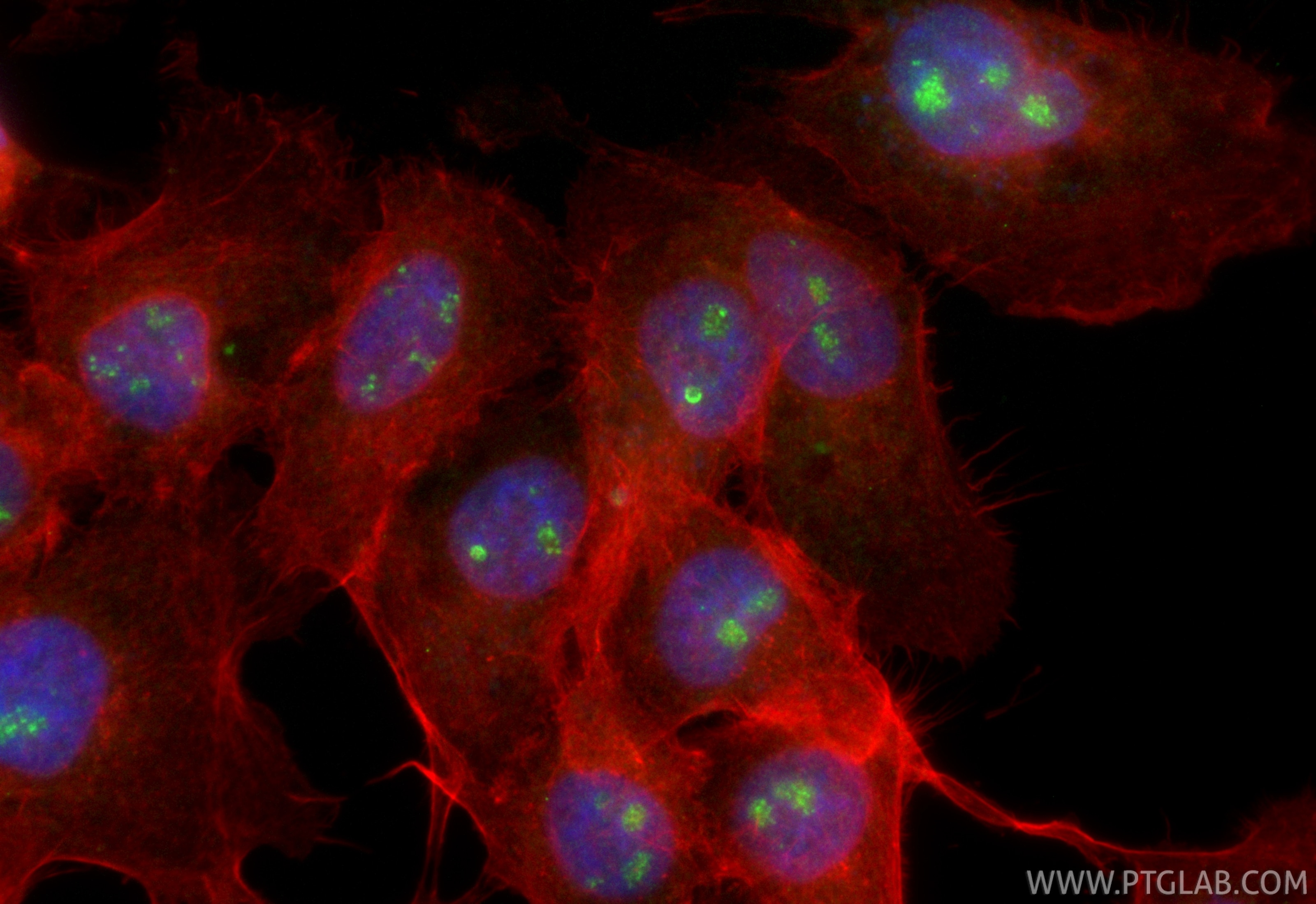 Immunofluorescent analysis of (4% PFA) fixed A431 cells using CoraLite® Plus 488 CD3EAP antibody (CL488-84139-4, Clone: 241379H5 ) at dilution of 1:200, CL594-Phalloidin (red). Immunofluorescence (IF) / fluorescent staining of A431 cells using CoraLite® Plus 488-conjugated CD3EAP Recombinant m (CL488-84139-4)