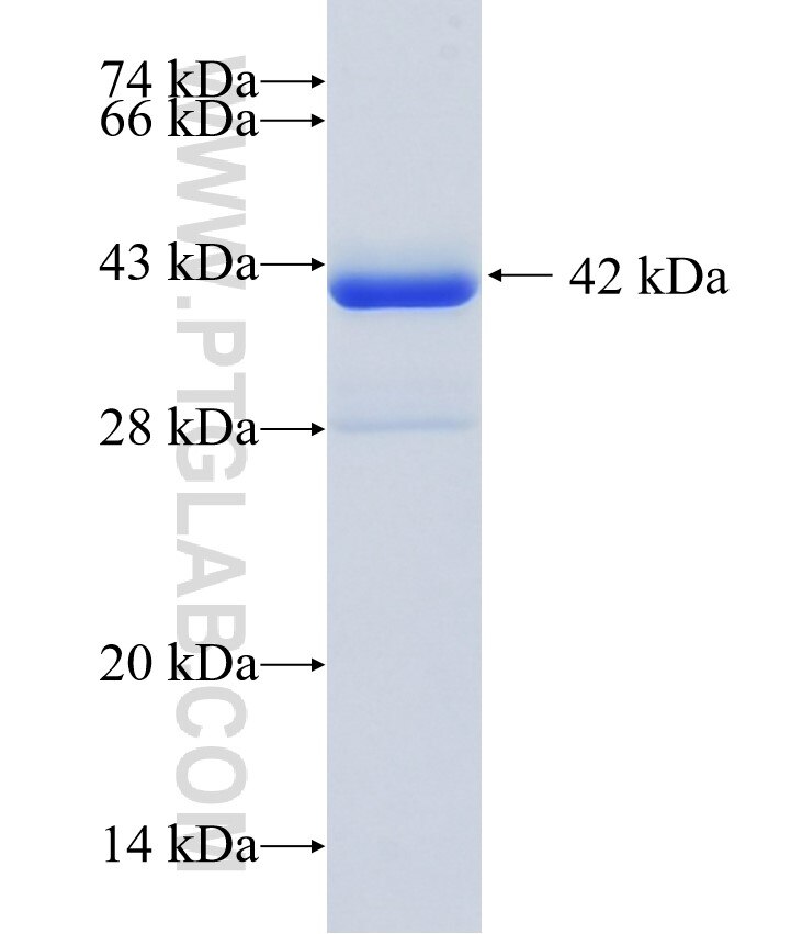 CD3EAP fusion protein Ag35074 SDS-PAGE
