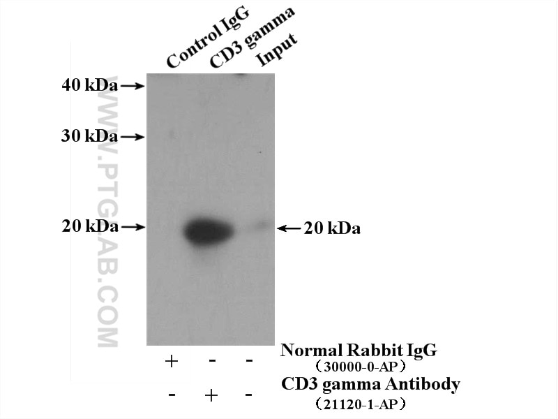 Immunoprecipitation (IP) experiment of mouse thymus tissue using CD3 Gamma Polyclonal antibody (21120-1-AP)