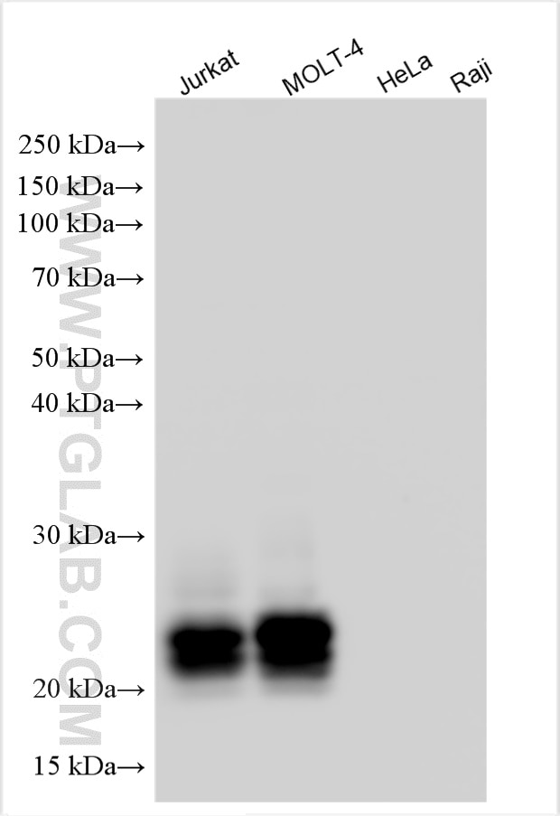 Western Blot (WB) analysis of various lysates using CD3 Gamma Polyclonal antibody (21120-1-AP)