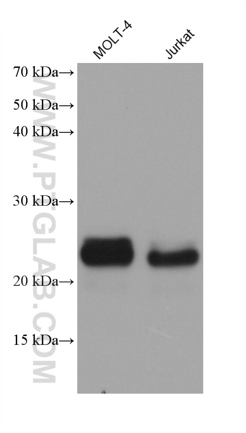 Western Blot (WB) analysis of various lysates using CD3 Gamma Monoclonal antibody (60347-1-Ig)