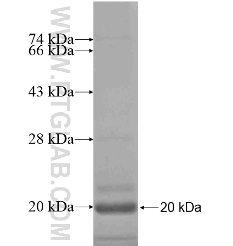 CD3G fusion protein Ag15502 SDS-PAGE