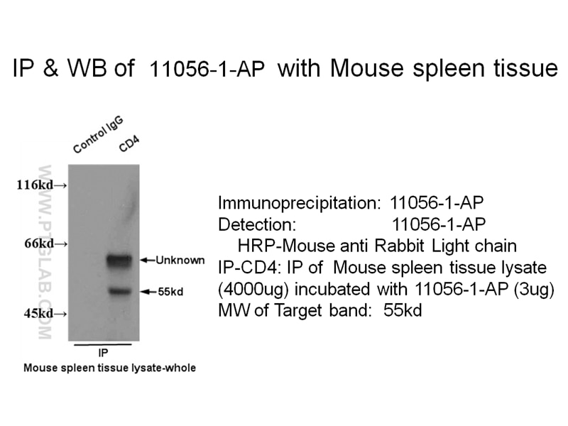 Immunoprecipitation (IP) experiment of mouse spleen tissue using CD4 Polyclonal antibody (11056-2-AP)