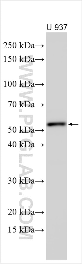 Western Blot (WB) analysis of various lysates using CD4 Polyclonal antibody (19068-1-AP)