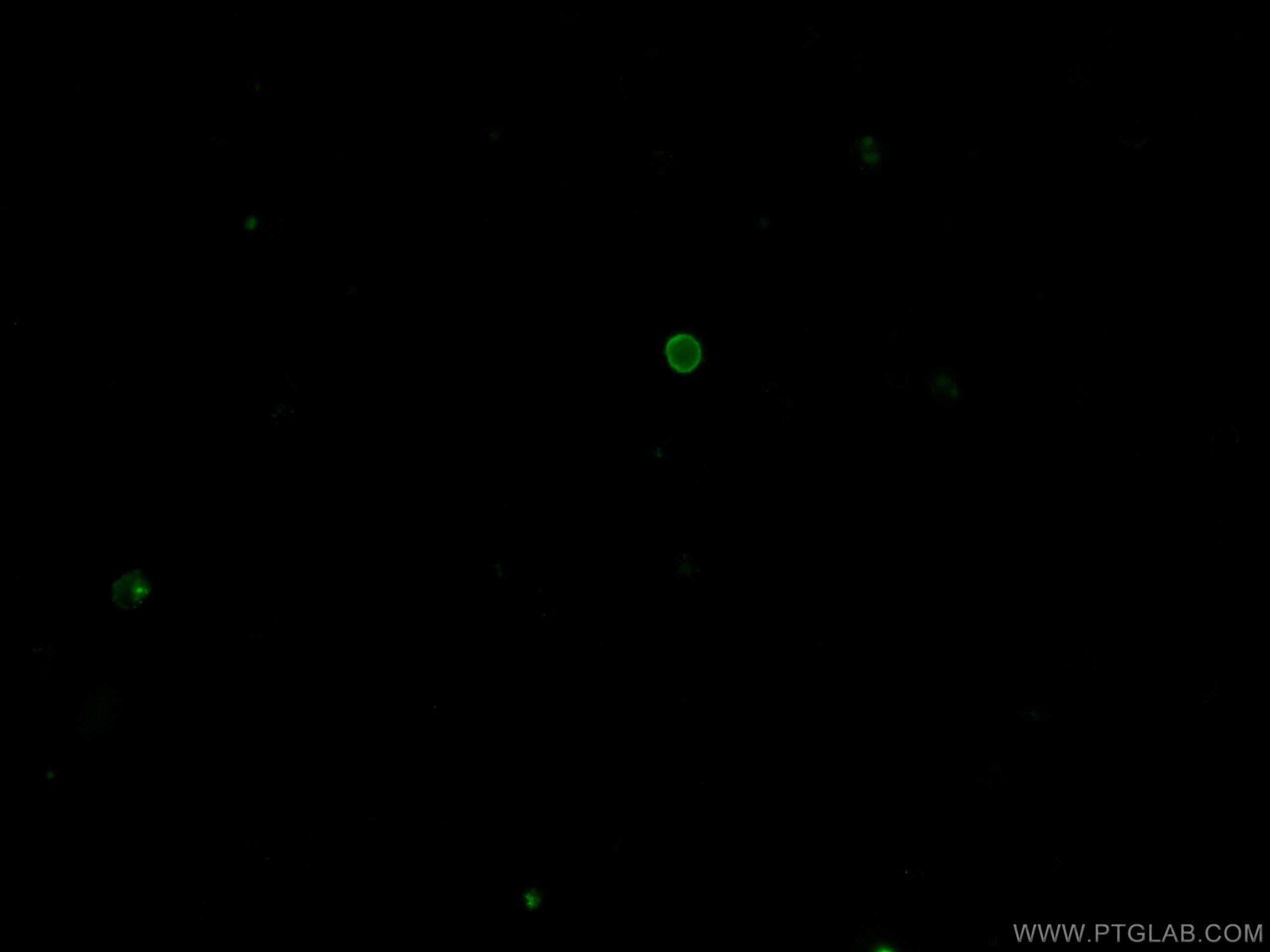 Immunofluorescence (IF) / fluorescent staining of mouse splenocytes using CoraLite®488 Anti-Mouse CD4 (GK1.5) (CL488-65104)