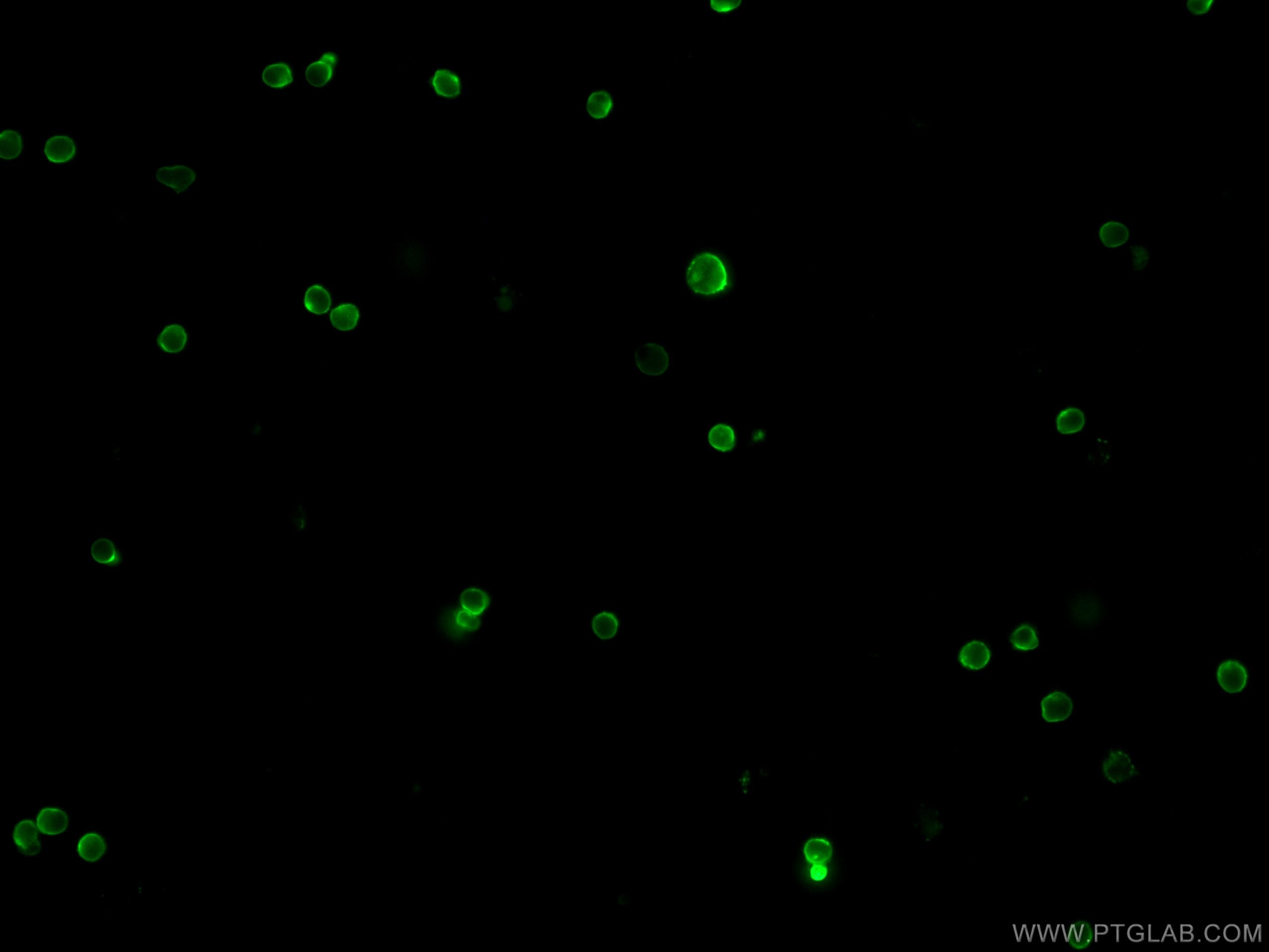 Immunofluorescence (IF) / fluorescent staining of mouse splenocytes using CoraLite® Plus 488 Anti-Mouse CD4 (RM4-5) (CL488-65141)