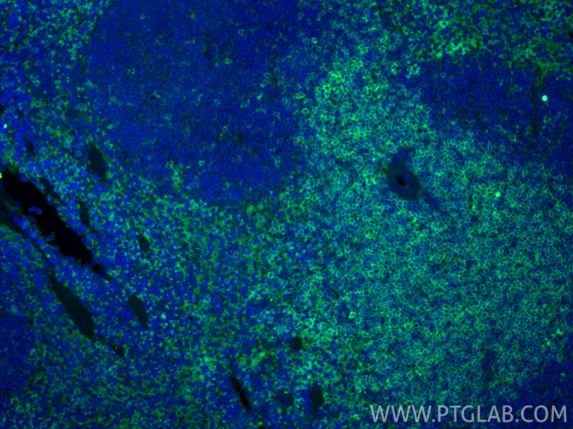 Immunofluorescence (IF) / fluorescent staining of mouse spleen tissue using CoraLite® Plus 488-conjugated CD4 Recombinant mono (CL488-86300-3)