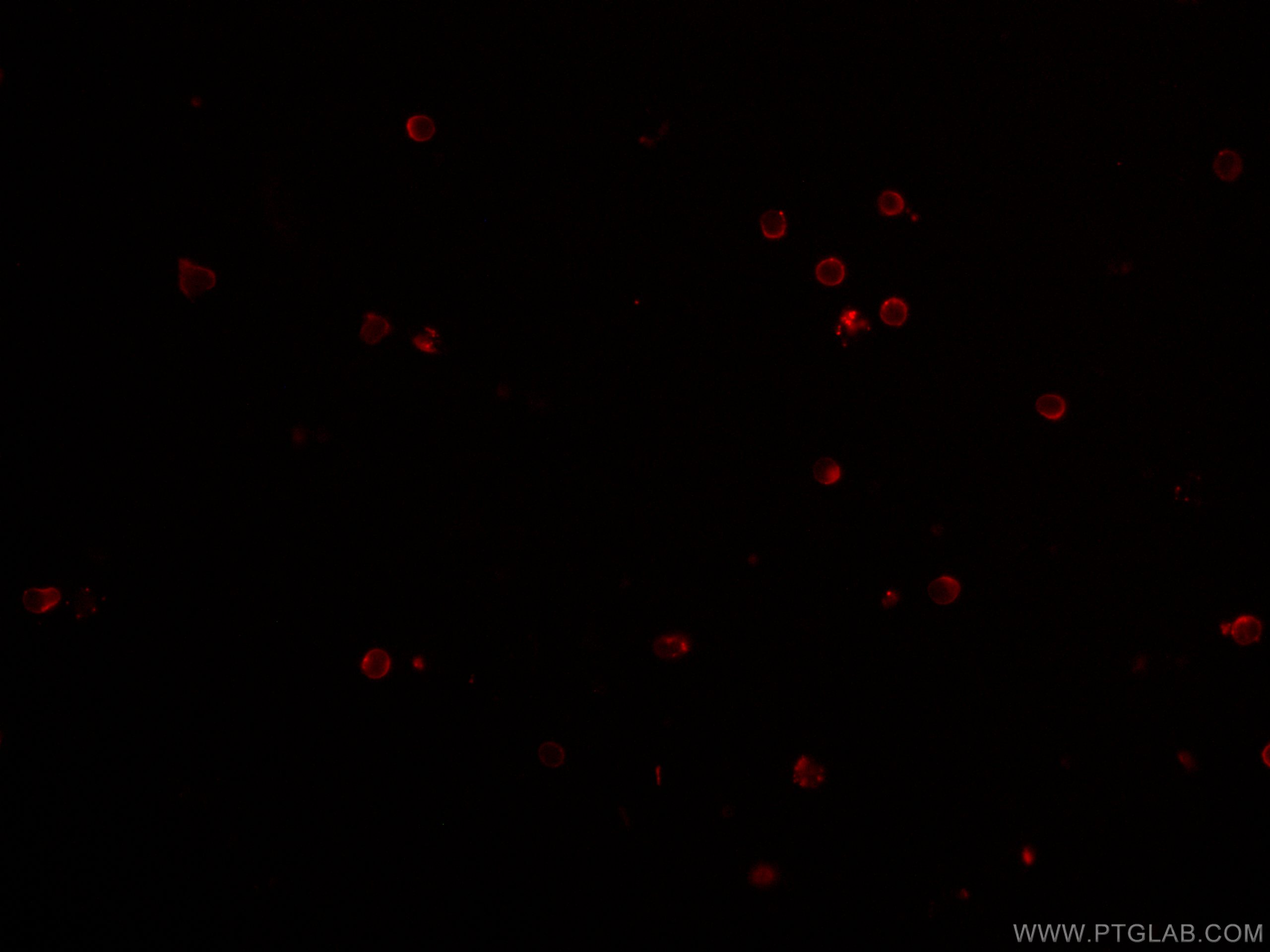 Immunofluorescence (IF) / fluorescent staining of mouse splenocytes using CoraLite® Plus 647 Anti-Mouse CD4 (GK1.5) (CL647-65104)