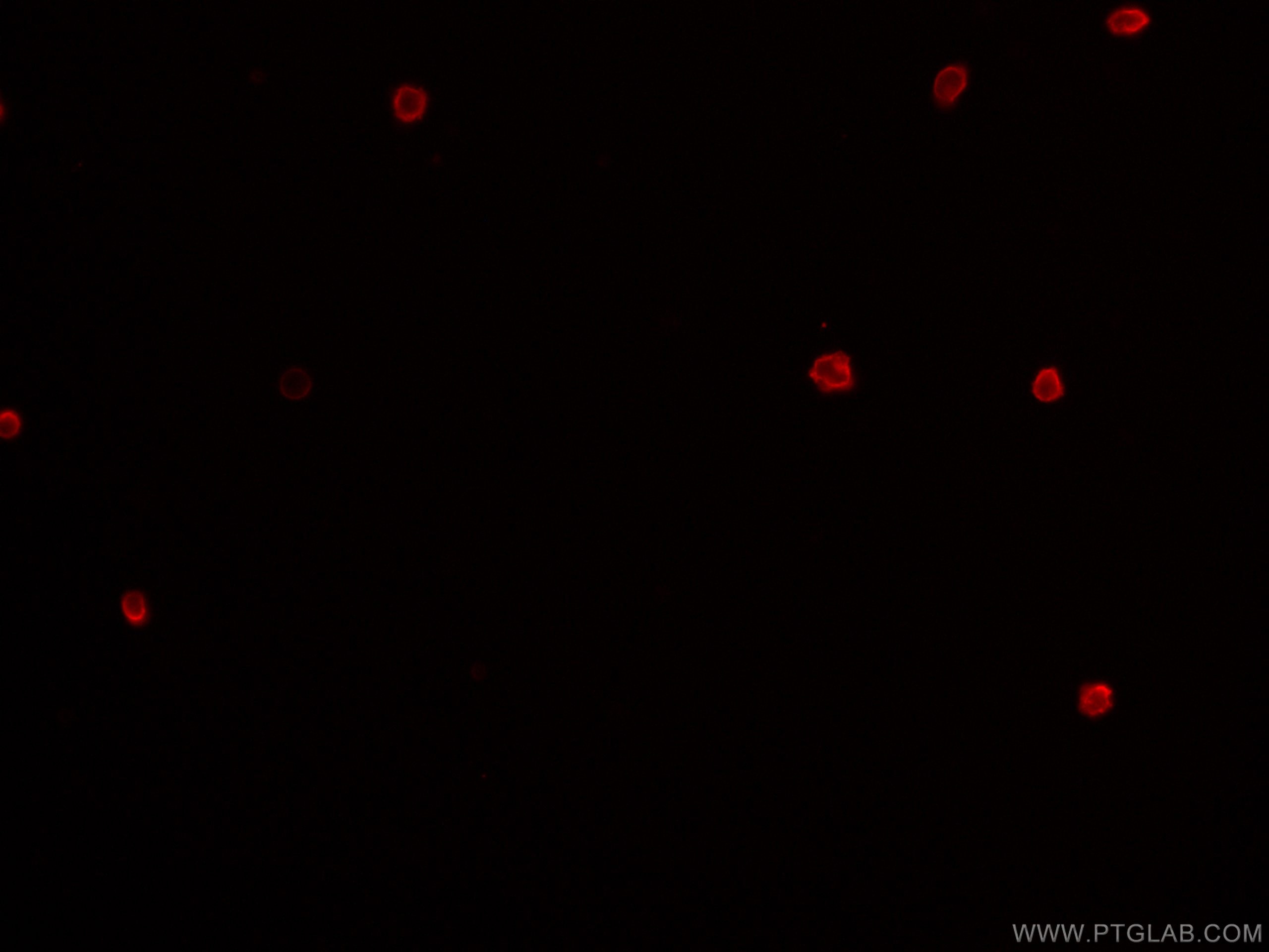 Immunofluorescence (IF) / fluorescent staining of mouse splenocytes using CoraLite® Plus 647 Anti-Mouse CD4 (RM4-5) (CL647-65141)