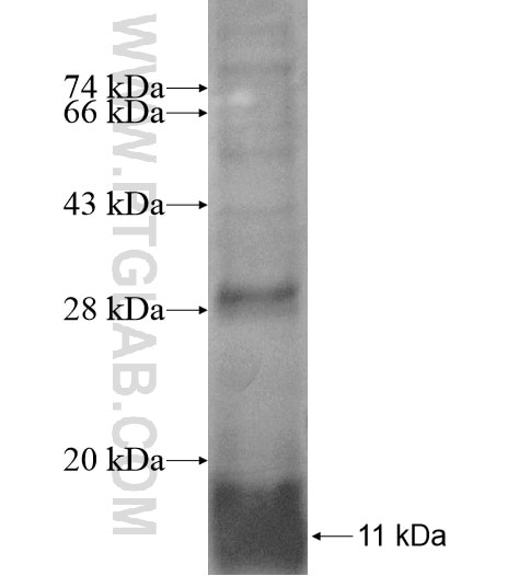 CD4 fusion protein Ag13667 SDS-PAGE