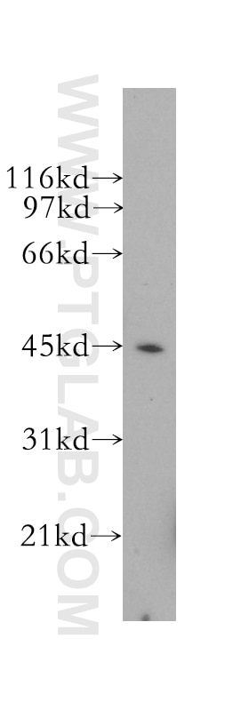 CD40 Polyclonal antibody