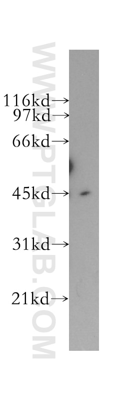 Western Blot (WB) analysis of HeLa cells using CD40 Polyclonal antibody (12971-1-AP)