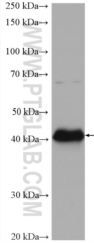 Western Blot (WB) analysis of Daudi cells using CD40 Polyclonal antibody (28158-1-AP)