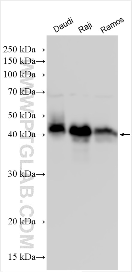 Western Blot (WB) analysis of various lysates using CD40 Polyclonal antibody (28158-1-AP)