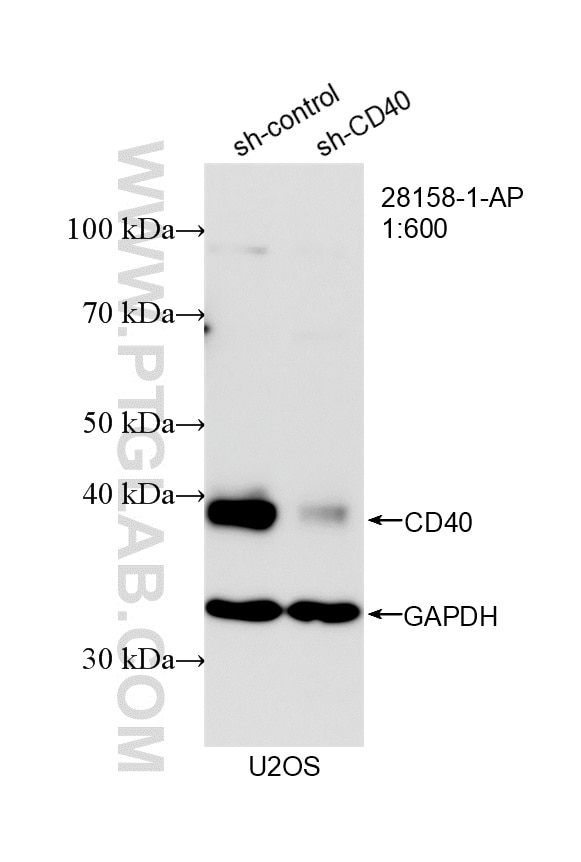 Western Blot (WB) analysis of U2OS cells using CD40 Polyclonal antibody (28158-1-AP)