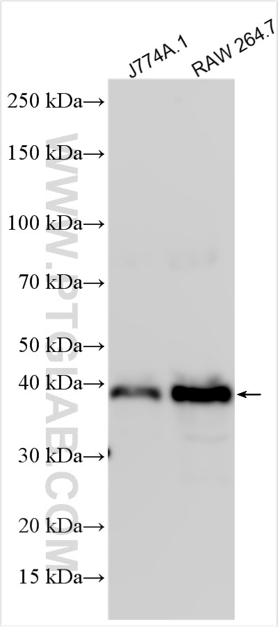 Western Blot (WB) analysis of various lysates using CD40 Polyclonal antibody (31446-1-AP)