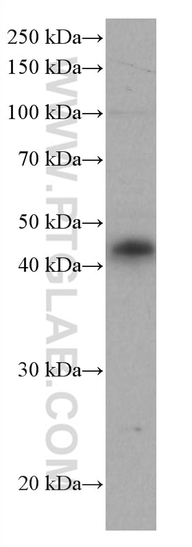 Western Blot (WB) analysis of Daudi cells using CD40 Monoclonal antibody (66965-1-Ig)