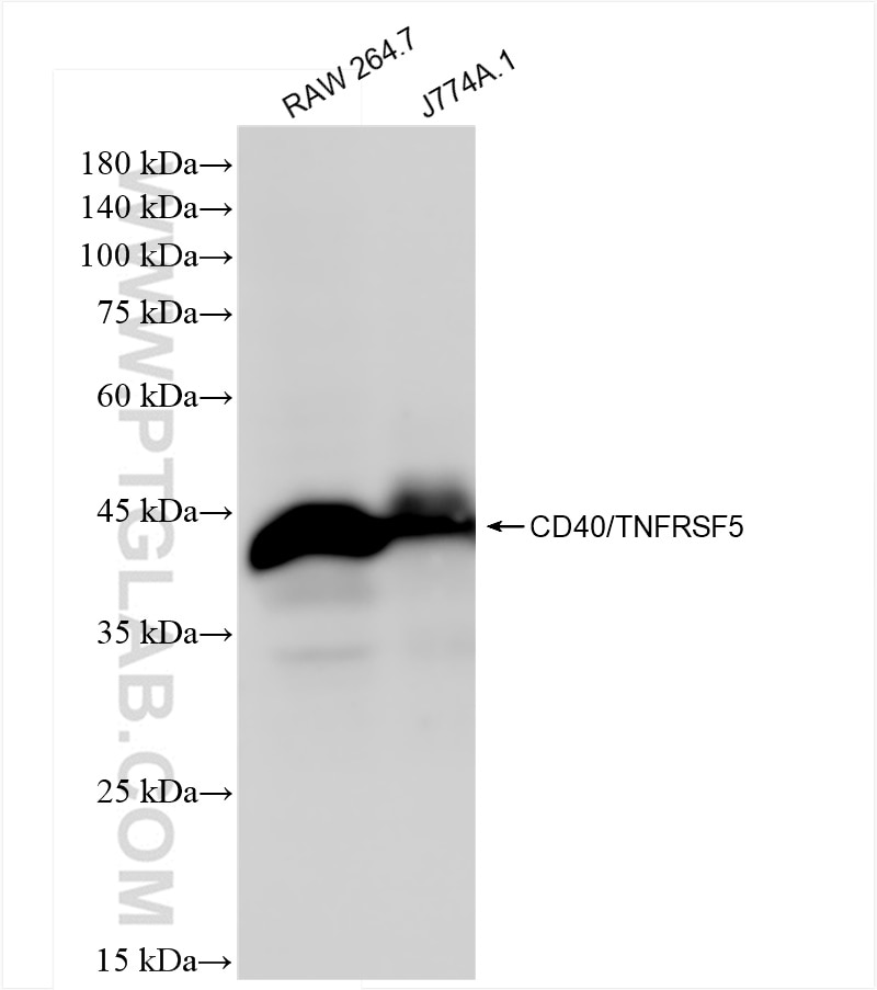 Western Blot (WB) analysis of various lysates using CD40 Recombinant antibody (83972-5-RR)