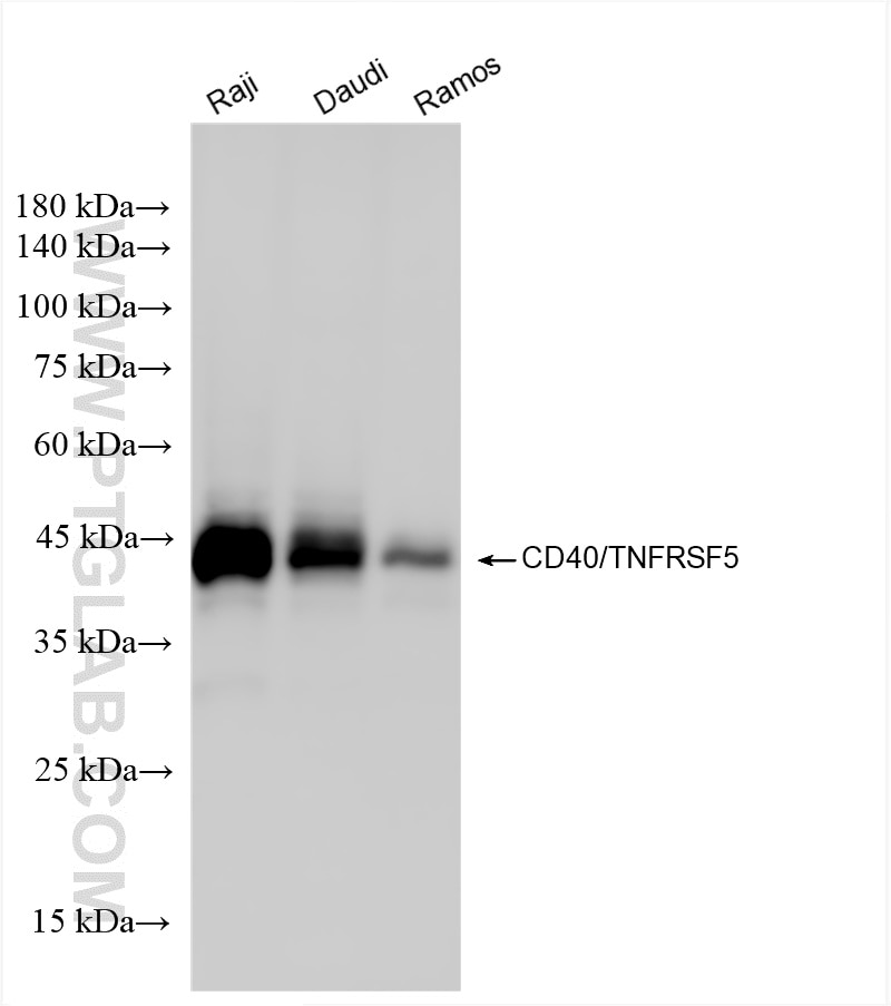 Western Blot (WB) analysis of various lysates using CD40 Recombinant antibody (84406-1-RR)