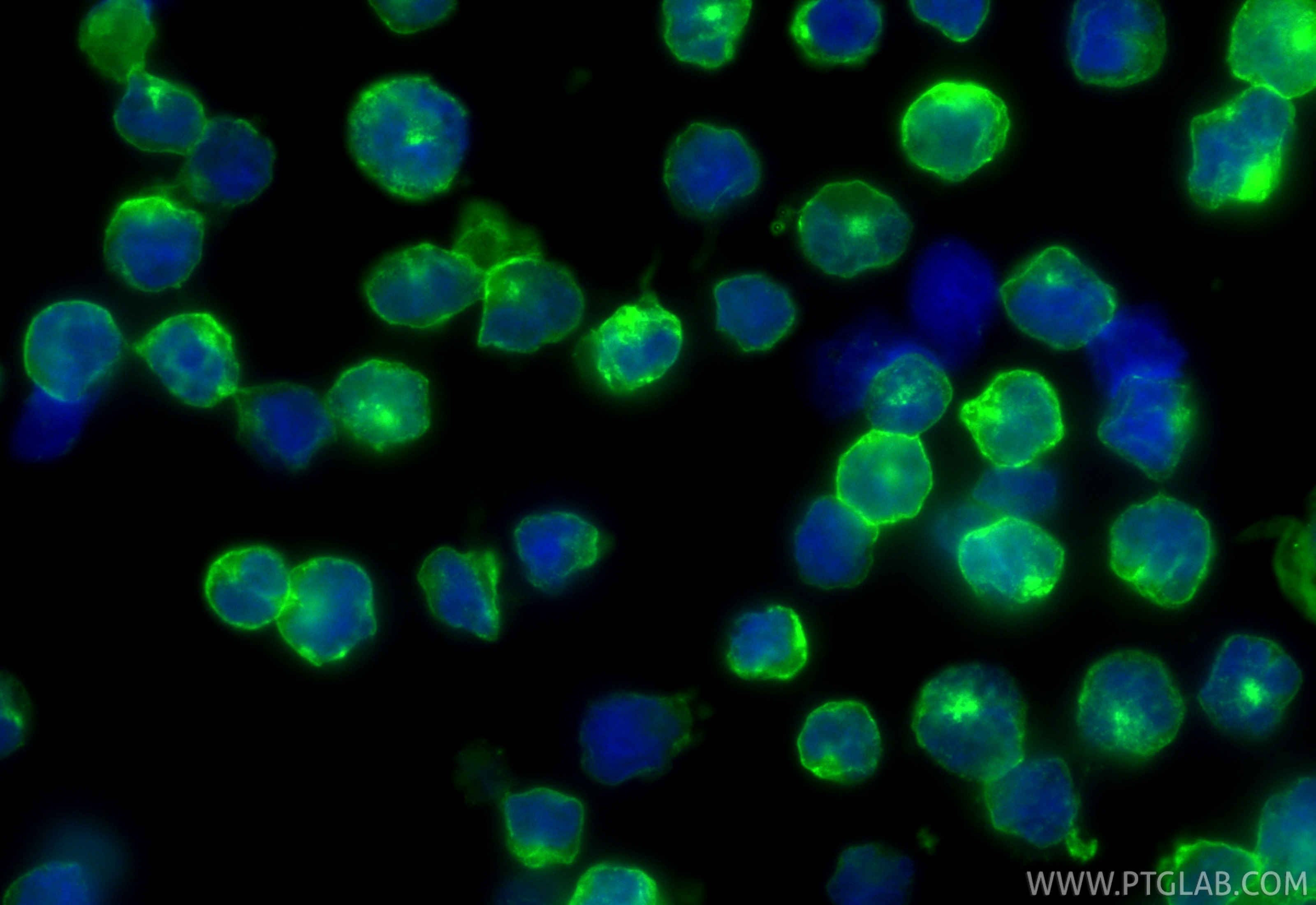 Immunofluorescence (IF) / fluorescent staining of Raji cells using CoraLite® Plus 488-conjugated CD40 Recombinant mon (CL488-84406-2)