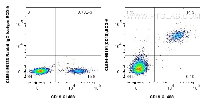 1x10^6 human PBMCs were surface stained with CoraLite® Plus 488 Anti-Human CD19 (4G7) Mouse IgG2a Recombinant Antibody (CL488-65562, Clone: 4G7), and 5 ul CoraLite®594 Anti-Human CD40 Rabbit RecAb (CL594-98191, Clone: 241760A9) or CoraLite®594 Rabbit IgG Isotype Control RecAb (CL594-98136, Clone: 240953C9). Cells were not fixed. Flow cytometry (FC) experiment of human PBMCs using CoraLite®594 Anti-Human CD40 Rabbit Recombinant An (CL594-98191)