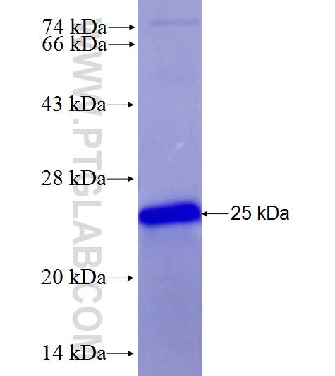 CD40 fusion protein Ag28040 SDS-PAGE