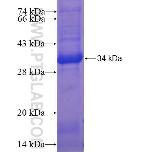 CD40 fusion protein Ag3397 SDS-PAGE