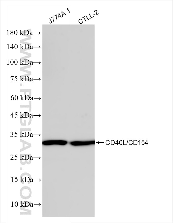 Western Blot (WB) analysis of various lysates using CD40L/CD154 Recombinant antibody (83884-3-RR)