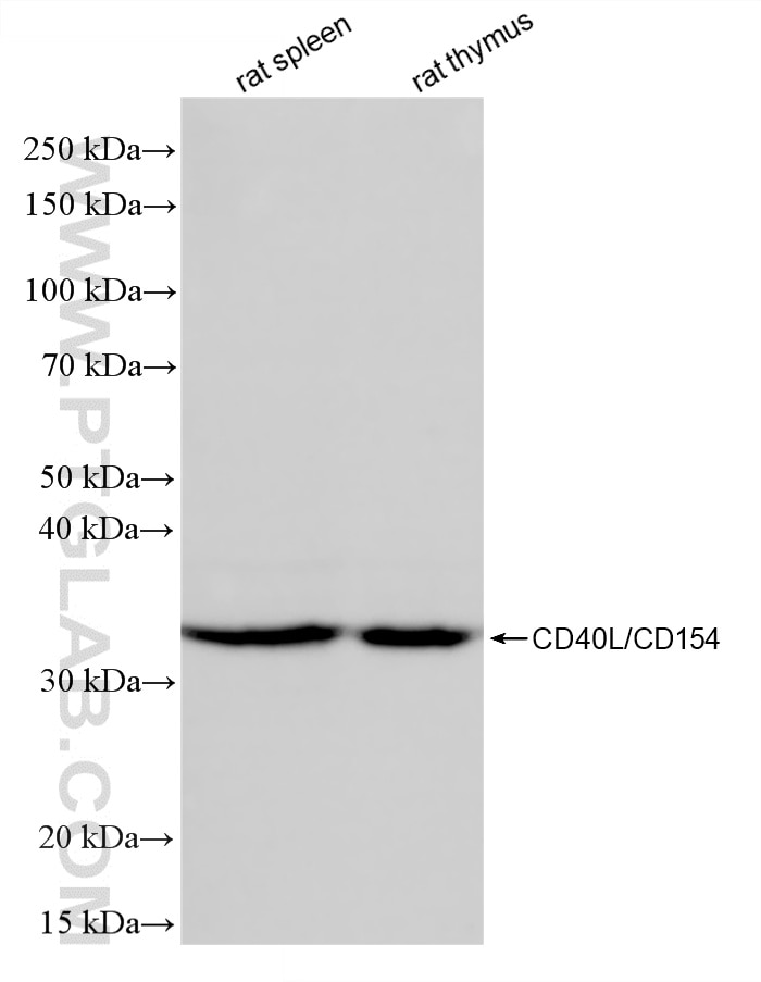 Western Blot (WB) analysis of various lysates using CD40L/CD154 Recombinant monoclonal antibody (83884-3-RR)