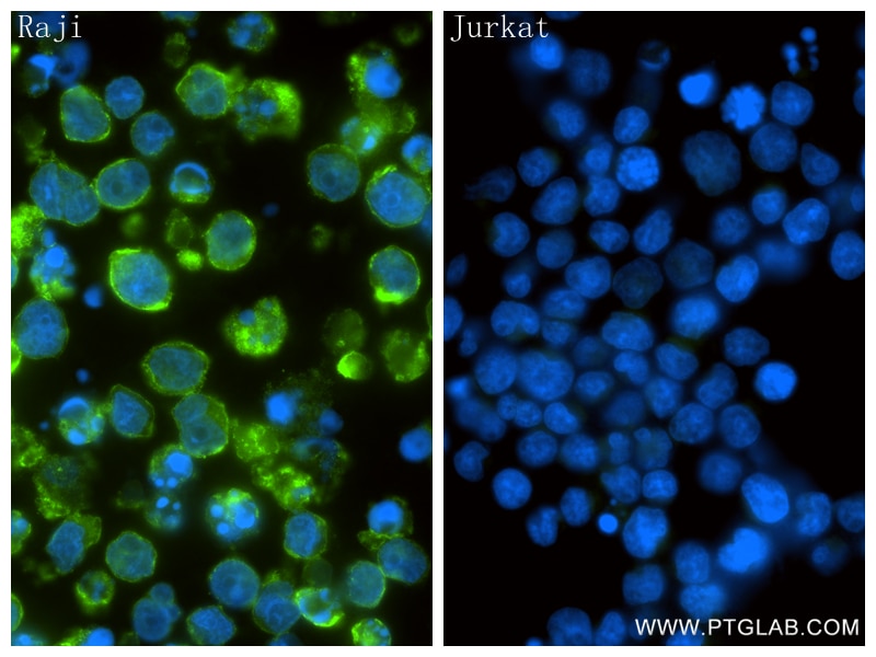 Immunofluorescent analysis of (4% PFA) fixed Raji cells using CD40 antibody (84406-2-RR, Clone: 241760A11 ) at dilution of 1:500 and CoraLite®488-Conjugated Goat Anti-Rabbit IgG(H+L) (SA00013-2). This data was developed using the same antibody clone with 84406-2-PBS in a different storage buffer formulation. Immunofluorescence (IF) / fluorescent staining of Raji cells using CD40 Recombinant monoclonal antibody (84406-2-RR)