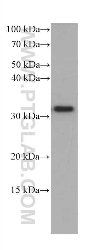 Western Blot (WB) analysis of Jurkat cells using CD40L/CD154 Monoclonal antibody (66502-1-Ig)