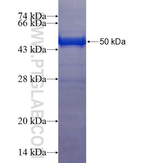 CD40L; CD154 fusion protein Ag24941 SDS-PAGE