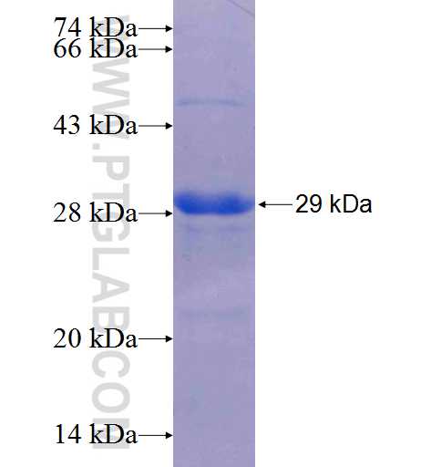CD40L; CD154 fusion protein Ag25201 SDS-PAGE