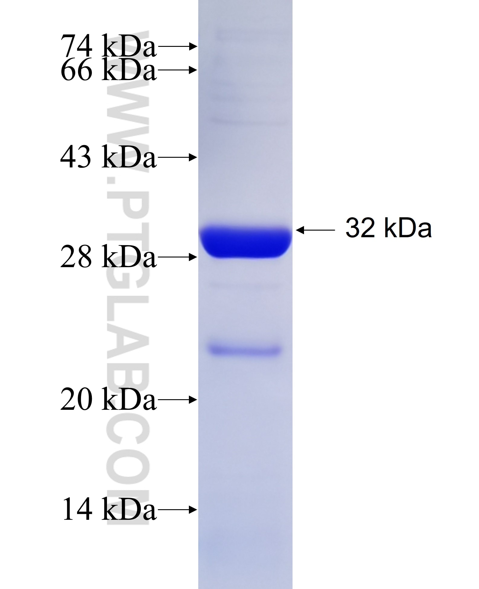 CD40L; CD154 fusion protein Ag25201 SDS-PAGE