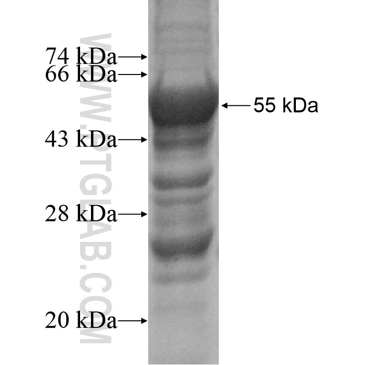 CD40L; CD154 fusion protein Ag10147 SDS-PAGE
