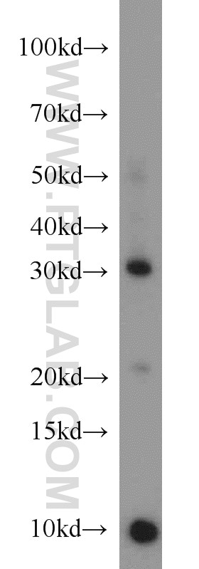 Western Blot (WB) analysis of mouse small intestine tissue using CD40L/CD154 Polyclonal antibody (16668-1-AP)