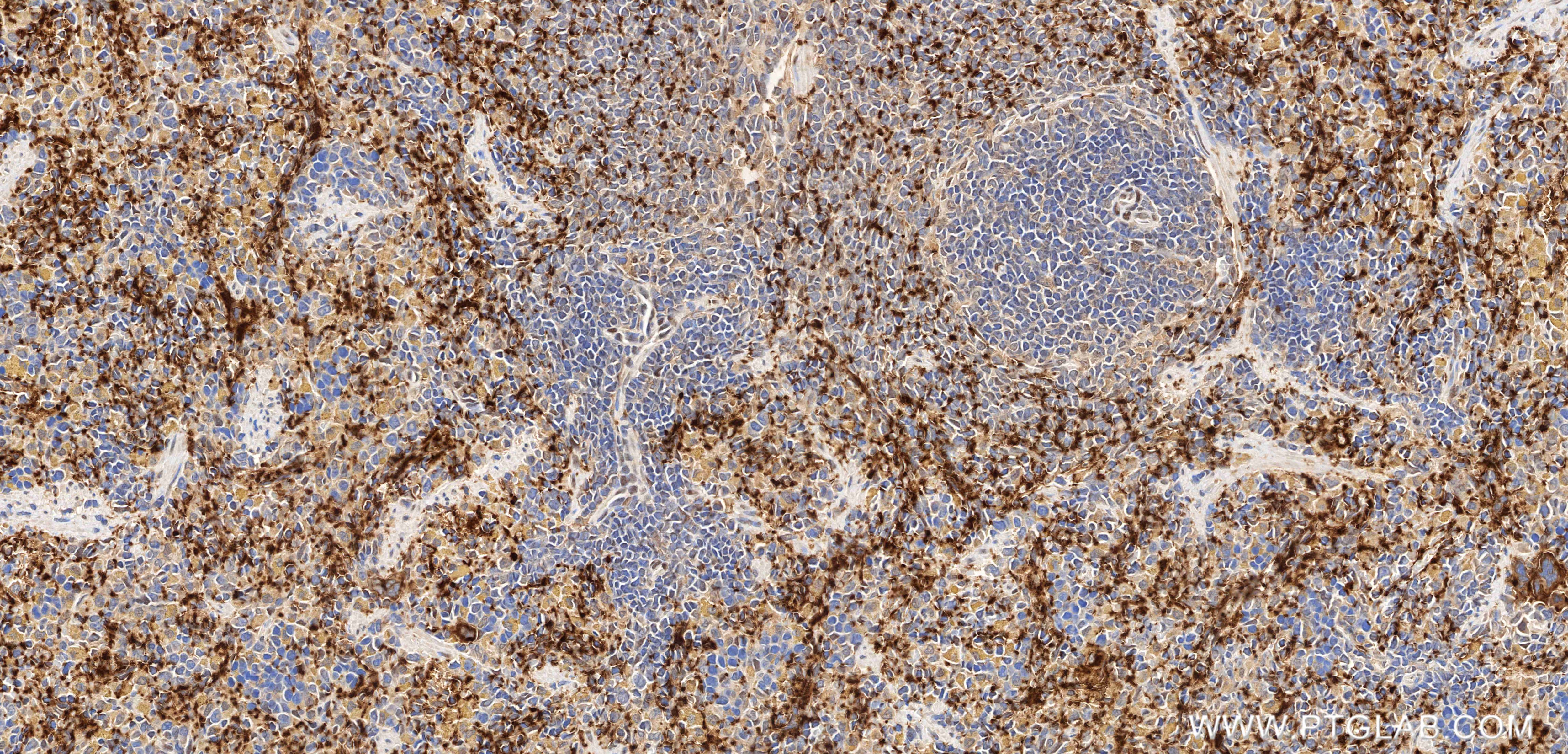 CD41 antibody (87395-1-RR) | Proteintech