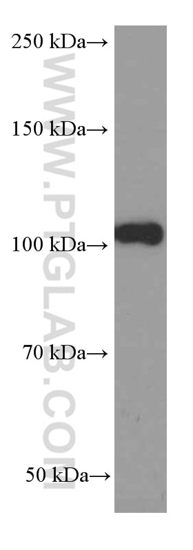 Western Blot (WB) analysis of K-562 cells using CD43 Monoclonal antibody (66224-1-Ig)