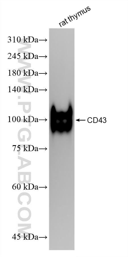 rat thymus tissue was subjected to SDS PAGE followed by western blot with 86985-1-RR (CD43 antibody) at dilution of 1:5000 incubated at room temperature for 1.5 hours. This data was developed using the same antibody clone with 86985-1-PBS in a different storage buffer formulation. Western Blot (WB) analysis of rat thymus tissue using CD43 Recombinant monoclonal antibody (86985-1-RR)