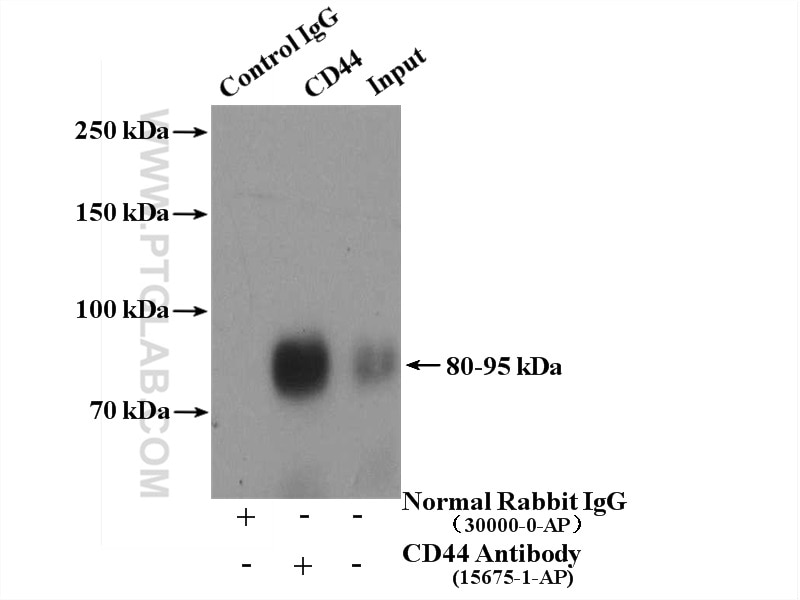 Immunoprecipitation (IP) experiment of HeLa cells using CD44 Polyclonal antibody (15675-1-AP)