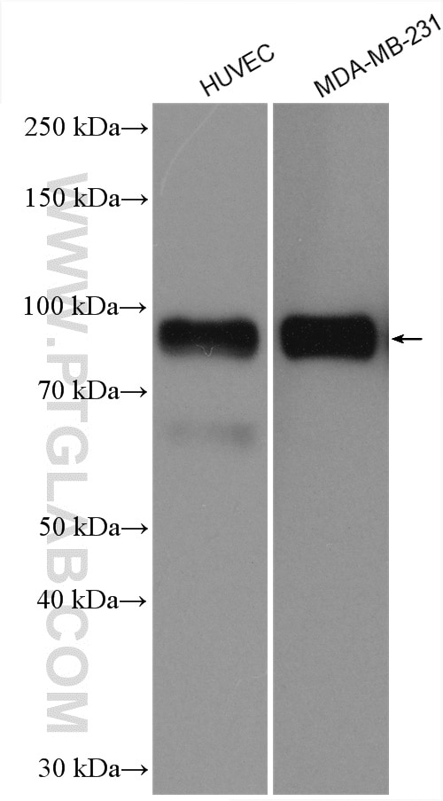 Western Blot (WB) analysis of various lysates using CD44 Polyclonal antibody (15675-1-AP)