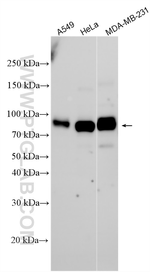 Western Blot (WB) analysis of various lysates using CD44 Polyclonal antibody (15675-1-AP)