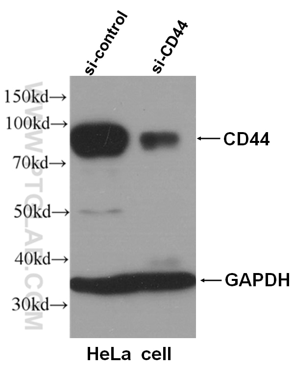 Western Blot (WB) analysis of HeLa cells using CD44 Polyclonal antibody (15675-1-AP)