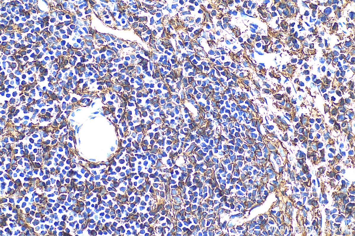 Immunohistochemistry (IHC) staining of mouse spleen tissue using CD44 Polyclonal antibody (30854-1-AP)