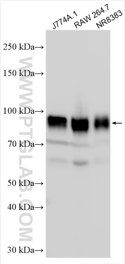 Western Blot (WB) analysis of various lysates using CD44 Polyclonal antibody (30854-1-AP)