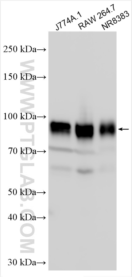 CD44