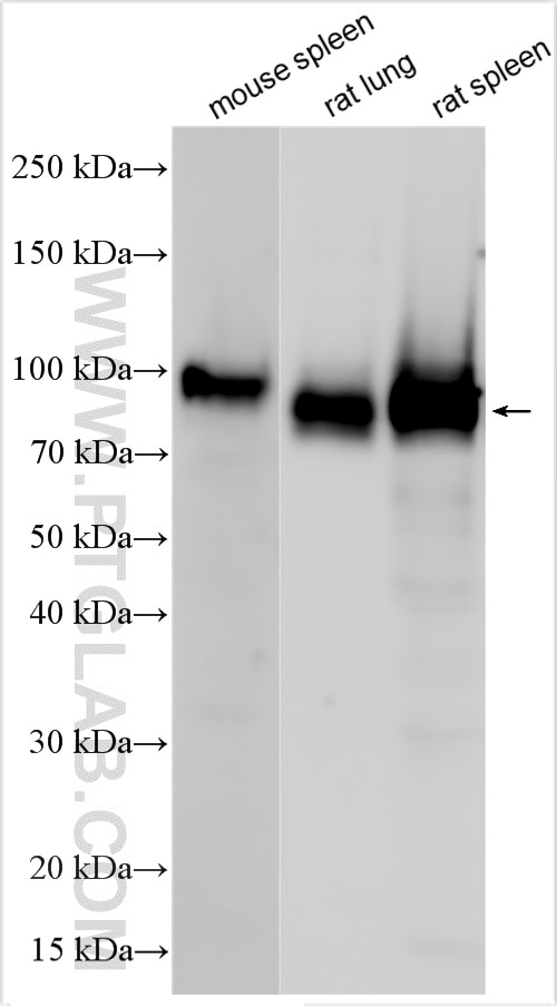 Various lysates were subjected to SDS PAGE followed by western blot with 31981-1-AP (CD44 antibody) at dilution of 1:1000 incubated at room temperature for 1.5 hours. Western Blot (WB) analysis of various lysates using CD44 Polyclonal antibody (31981-1-AP)